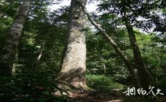 海南吊羅山國家森林公園旅游攻略之巨樹古木