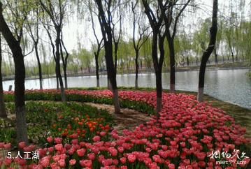 栾城樱花公园-人工湖照片