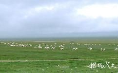 新疆賽里木湖旅遊攻略之綠海珍珠
