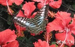 马来西亚槟城州旅游攻略之蝴蝶公园
