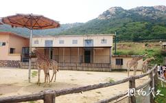 青島森林野生動物世界旅遊攻略之長頸鹿