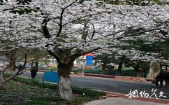 芜湖市赭山公园旅游攻略之樱花山