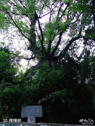 荥阳环翠峪风景区-槐楝树照片