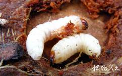 貴陽森林公園旅遊攻略之象甲幼蟲