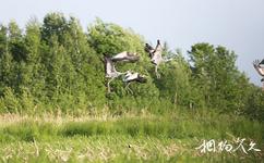 黑龙江洪河国家级自然保护区旅游攻略之鸟类