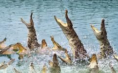 廣州鱷魚公園旅遊攻略之群鱷起舞