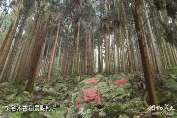大竹五峰山國家森林公園-名木古樹照片