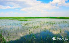 丹东鸭绿江口湿地旅游攻略之湿地