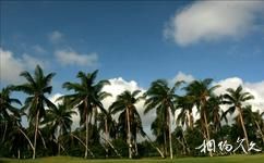 文昌椰子大觀園旅遊攻略之椰林觀賞區