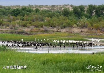 新疆艾比湖-候鳥照片