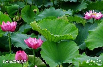 淮安金湖荷花盪景區-荷花照片