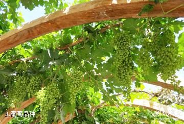 吐鲁番鄯善楼兰酒庄-葡萄品种照片