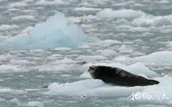 挪威斯瓦尔巴群岛旅游攻略之海豹