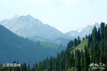 新疆西天山国家级自然保护区-原始森林照片