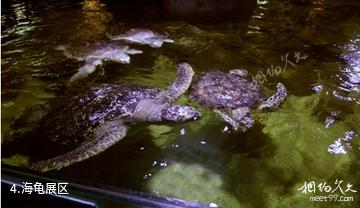 博鳌海洋馆-海龟展区照片