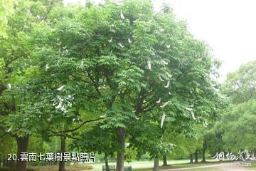 雲南哀牢山國家級自然保護區-雲南七葉樹照片
