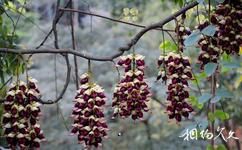 鶴山大雁山旅游攻略之禾雀花