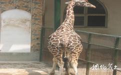 温州动物园旅游攻略之鹿苑