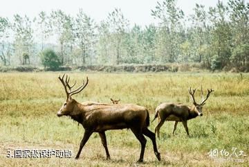 湘阴洋沙湖旅游景区-国家级保护动物照片