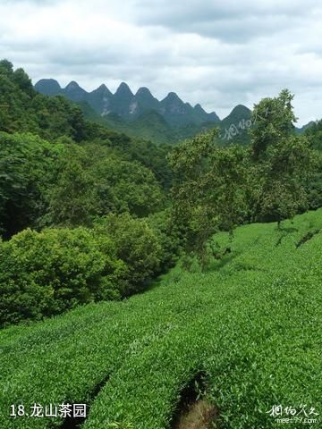 桂林神龙水世界景区-龙山茶园照片