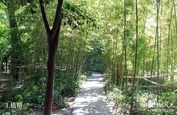 上海和平公园-植物照片