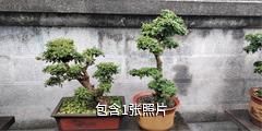荆州江陵盆景园驴友相册
