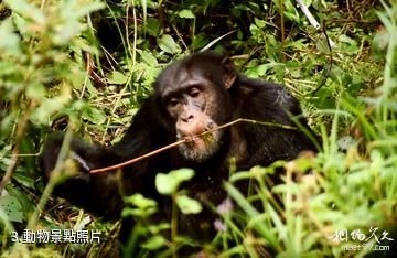 幾內亞寧巴山自然保護區-動物照片