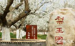 蒼溪梨文化博覽園旅遊攻略之百年老樹園