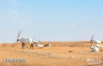 迪拜沙漠保護區-動物照片