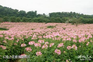 宜賓蜀南花海-陸上花廊照片