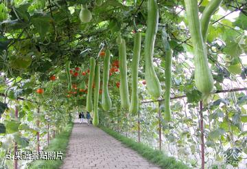哈爾濱現代農業示範園-果蔬照片