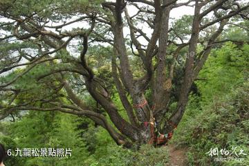 上思十萬大山國家森林公園-九龍松照片