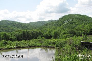 雙鴨山林業局青山國家森林公園-森林照片