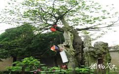 蚌埠涂山—白乳泉旅游攻略之树中树