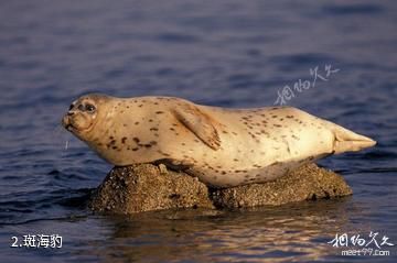 大连斑海豹国家级自然保护区-斑海豹照片