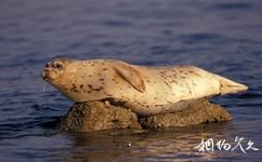 大连斑海豹国家级自然保护区旅游攻略之斑海豹