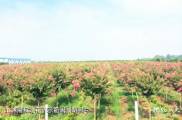 沭陽蘇北花卉示範園照片