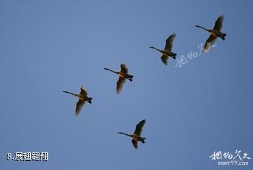 东营龙悦湖天鹅湖-展翅翱翔照片