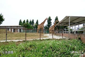 东莞香市动物园-长颈鹿照片