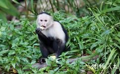 科伊瓦島國家公園旅遊攻略之動物