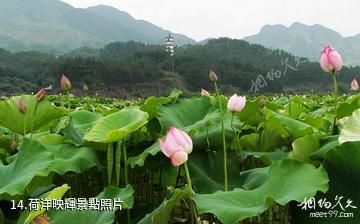 金華武義台山寺-荷洋映輝照片