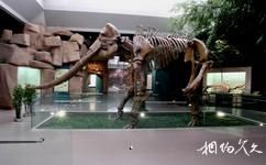 甘肃省博物馆旅游攻略之甘肃古生物化石