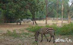 北京動物園旅遊攻略之非洲動物區