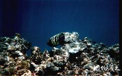 大堡礁旅遊攻略之海洋生物