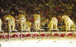 杭州野生动物世界旅游攻略之马戏表演场
