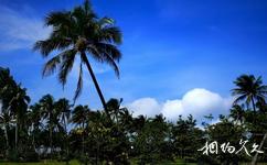 文昌椰子大观园旅游攻略之棕榈观赏区