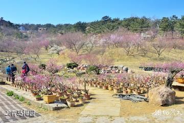 青岛梅园-青岛梅园照片
