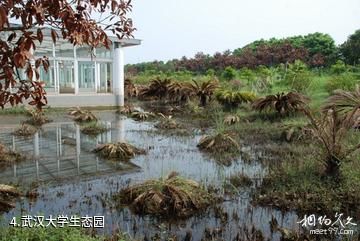 鄂州梁子岛生态旅游区-武汉大学生态园照片