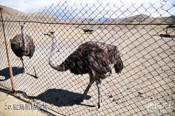 新疆天山野生動物園-鴕鳥照片