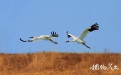 遼寧雙台河口國家級自然保護區旅遊攻略之白鶴